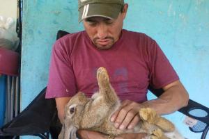 Сбыт мяса кролика: условия для продажи, документы
